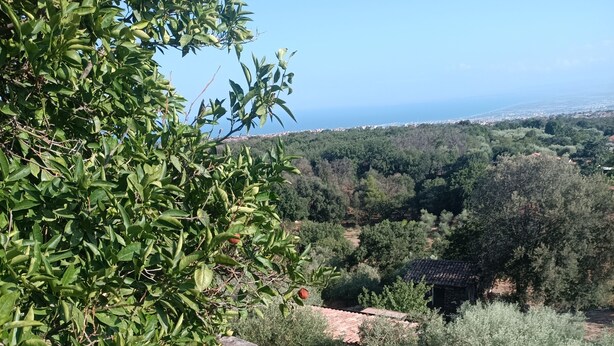A view of a rural landscape with olive groves, a small building with a tiled roof, and a clear blue sky.
