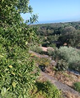 Vista de uma paisagem rural com oliveiras, um pequeno edifício com telhado de terracota e um céu azul límpido.