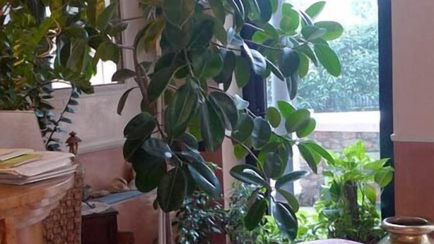 A room with a pink sofa, a large potted plant, and a window with a view of greenery. - Hotel Borghetti (Verona)