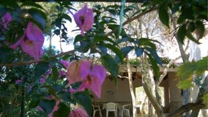 A garden with pink flowers and a white building in the background. - Vis Apartments (Vis)