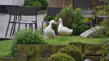 Kawasan BBQ/berkelah