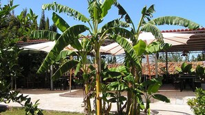 A patio area with large banana plants, outdoor seating, and a covered section with umbrellas. - Agriturismo Agave (Alghero)