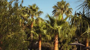 A well-maintained garden with palm trees and a thatched-roof structure. - La Torre (Tarifa)
