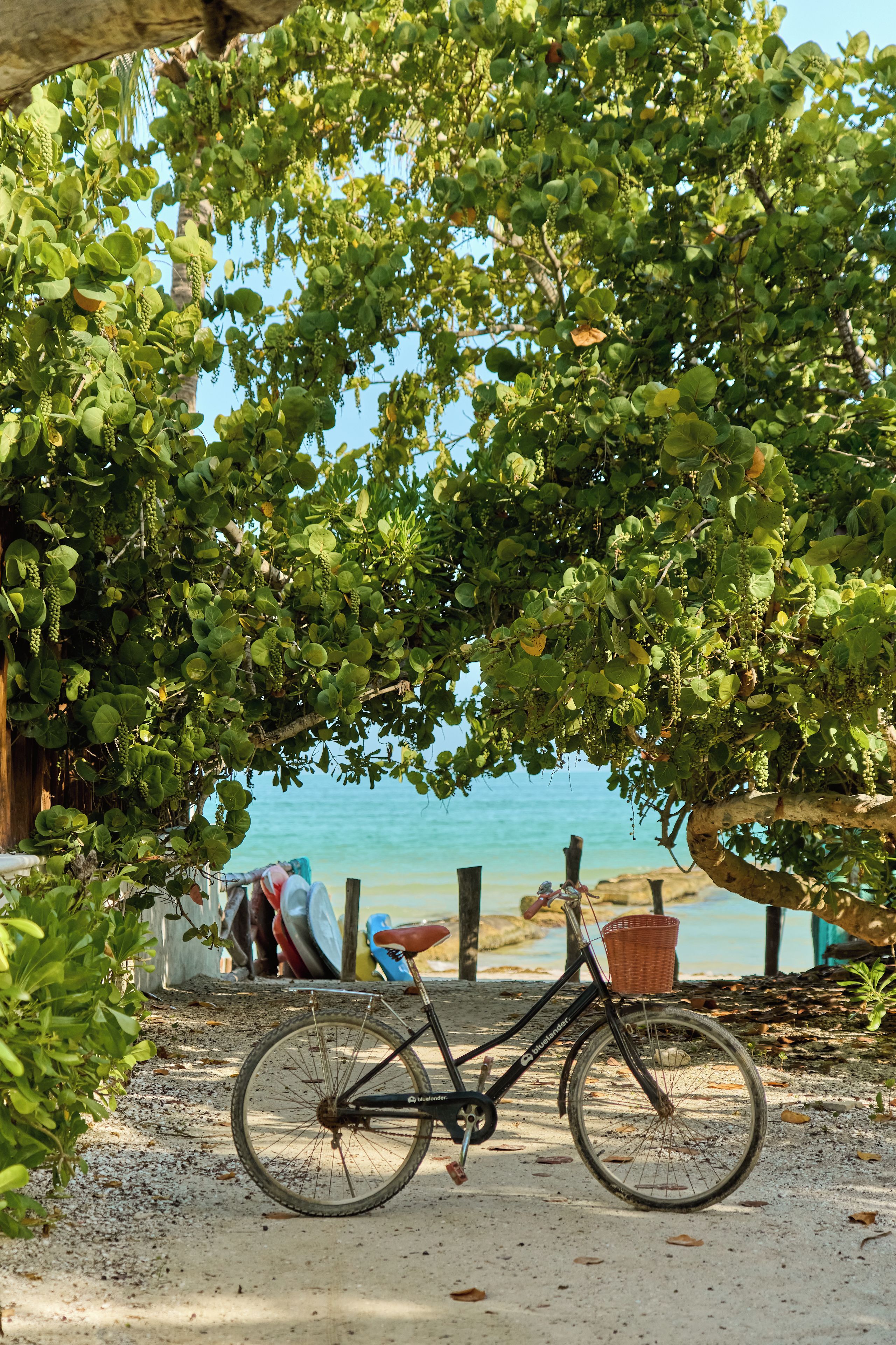 Una bicicleta estacionada bajo un árbol, con una playa y barcos al fondo.