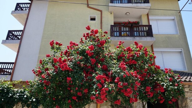 A building with a balcony and a bush of red flowers in front. - Margarita (Varna)