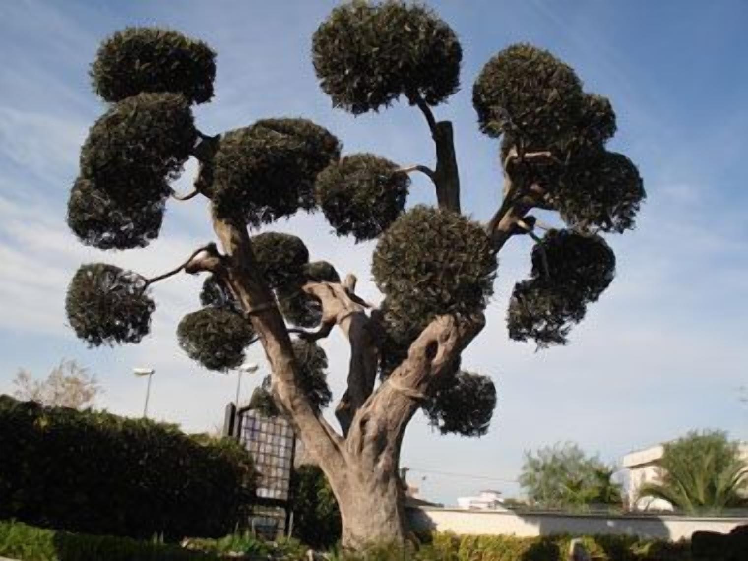 Uma árvore com uma forma esférica peculiar, cercada por sebes bem cuidadas e um céu limpo.