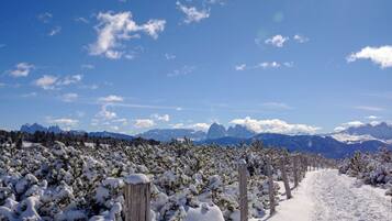 A snow-covered vineyard path with mountains in the background.