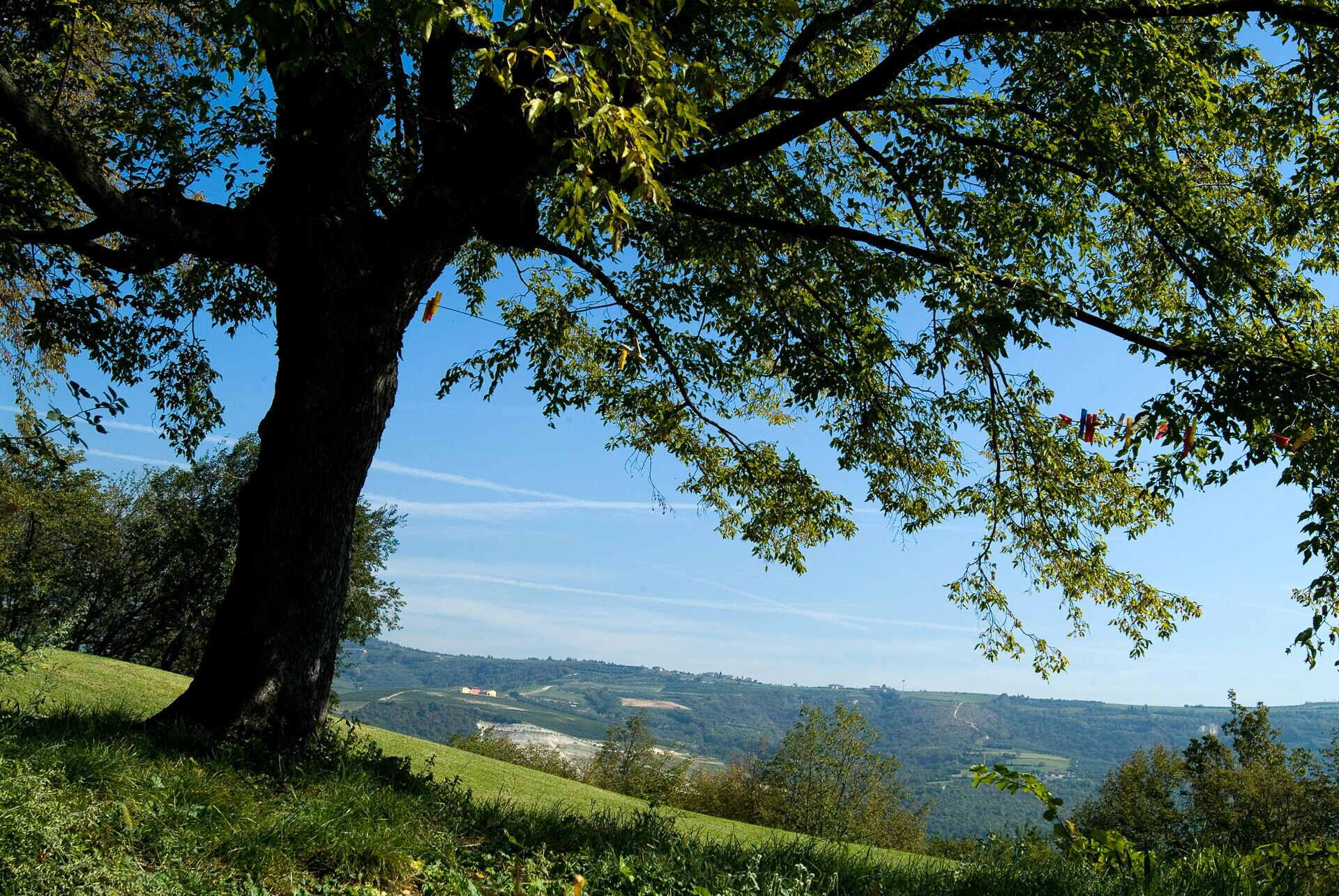 Un albero grande con una vista aperta su un paesaggio collinare sullo sfondo.
