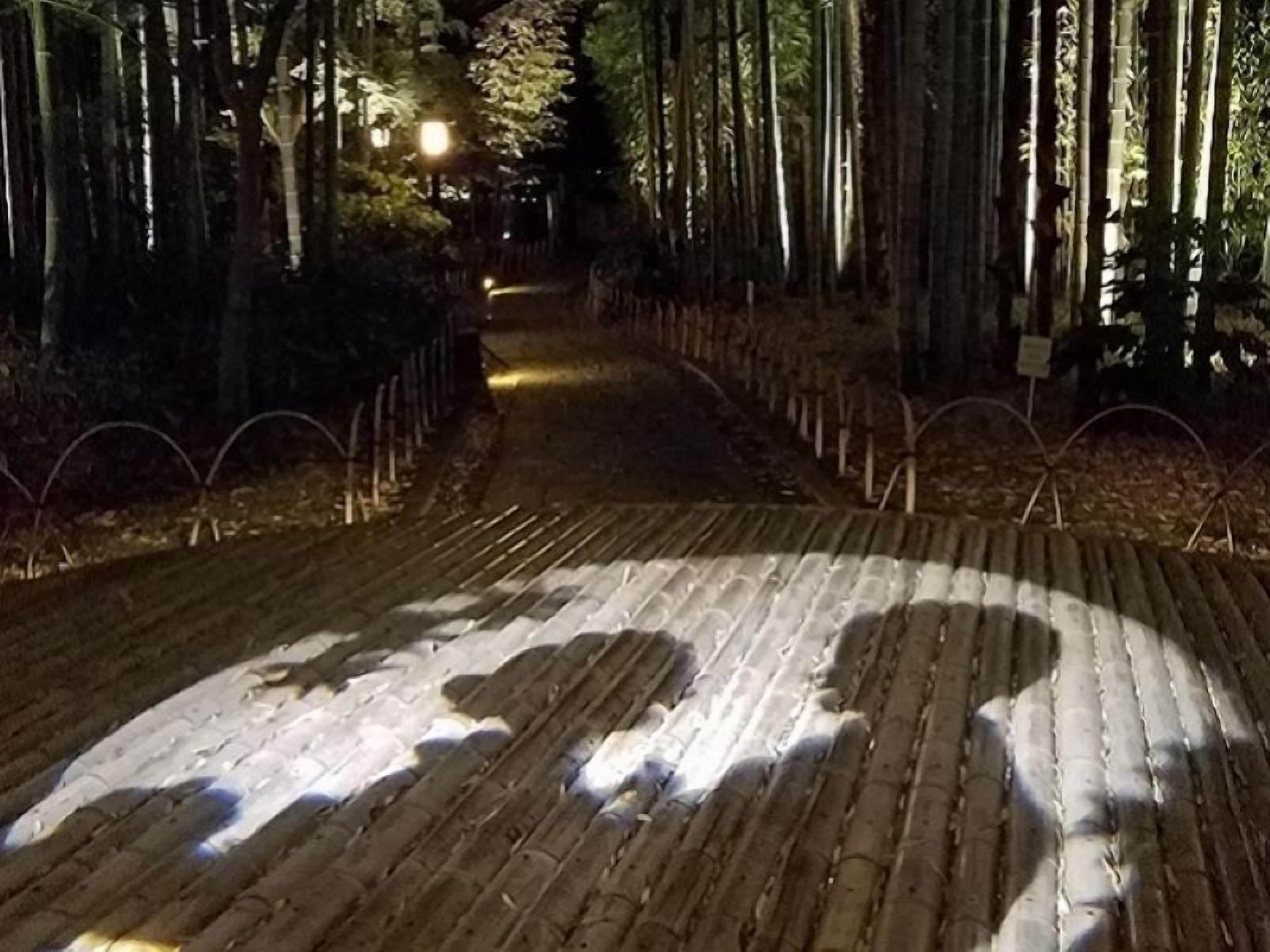 A pathway in a forested area with a patterned ground design.