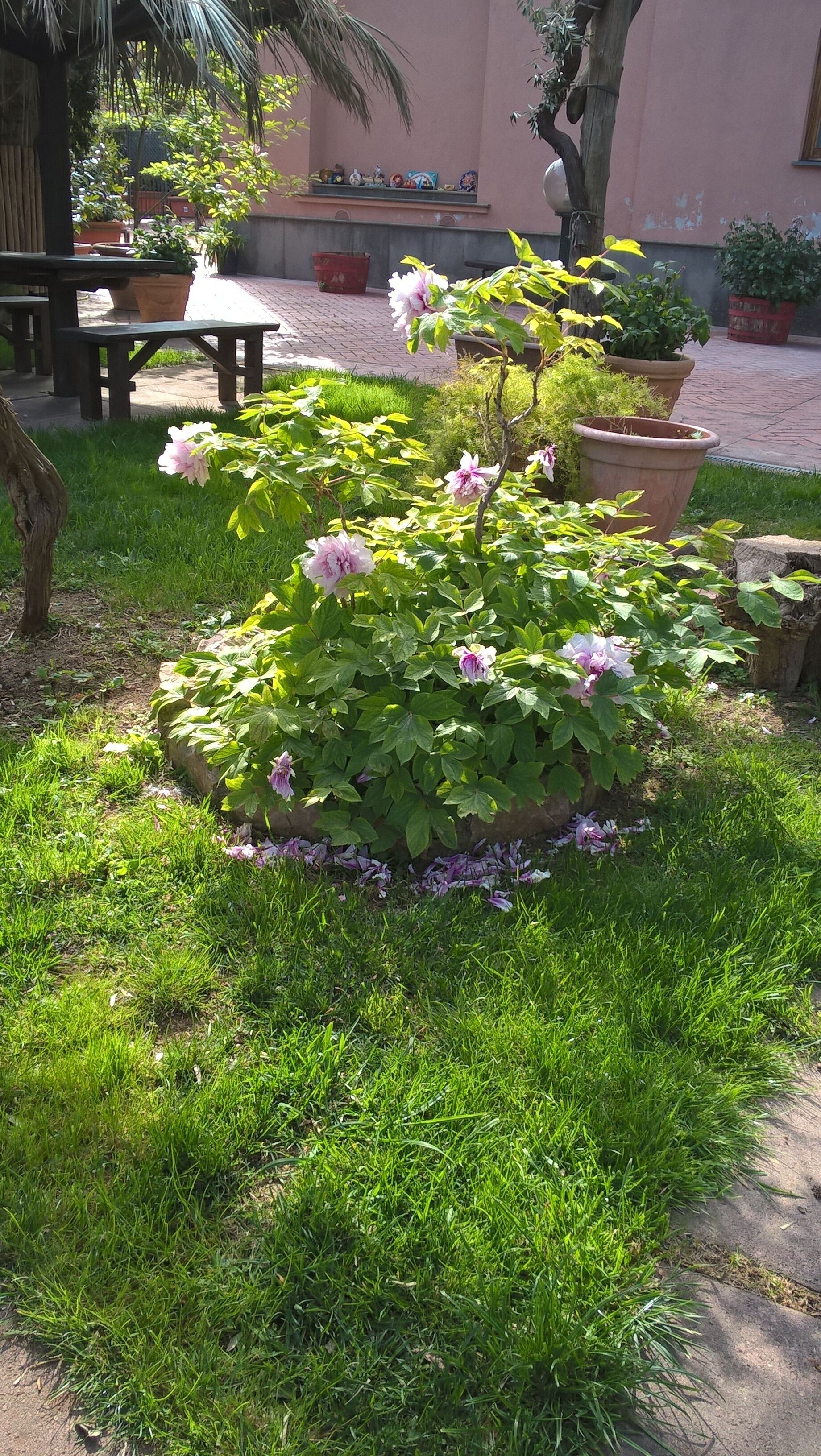 Ein Garten mit verschiedenen blühenden Pflanzen und einer hölzernen Bank.