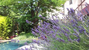 A pool area with lavender plants and trees in the background. - Clocchiatti (Udine)