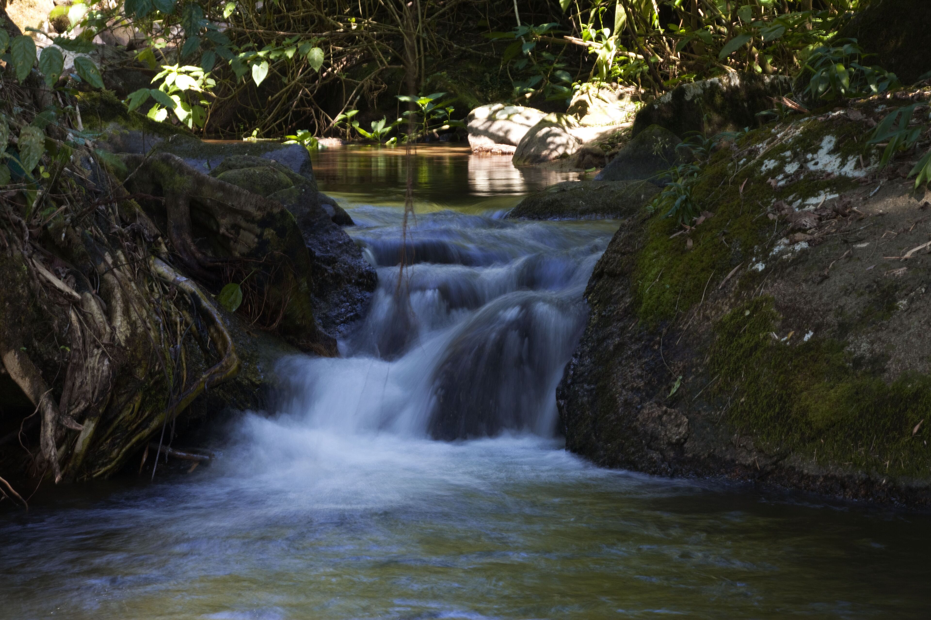 Un arroyo de agua cristalina fluye sobre rocas en un área boscosa.