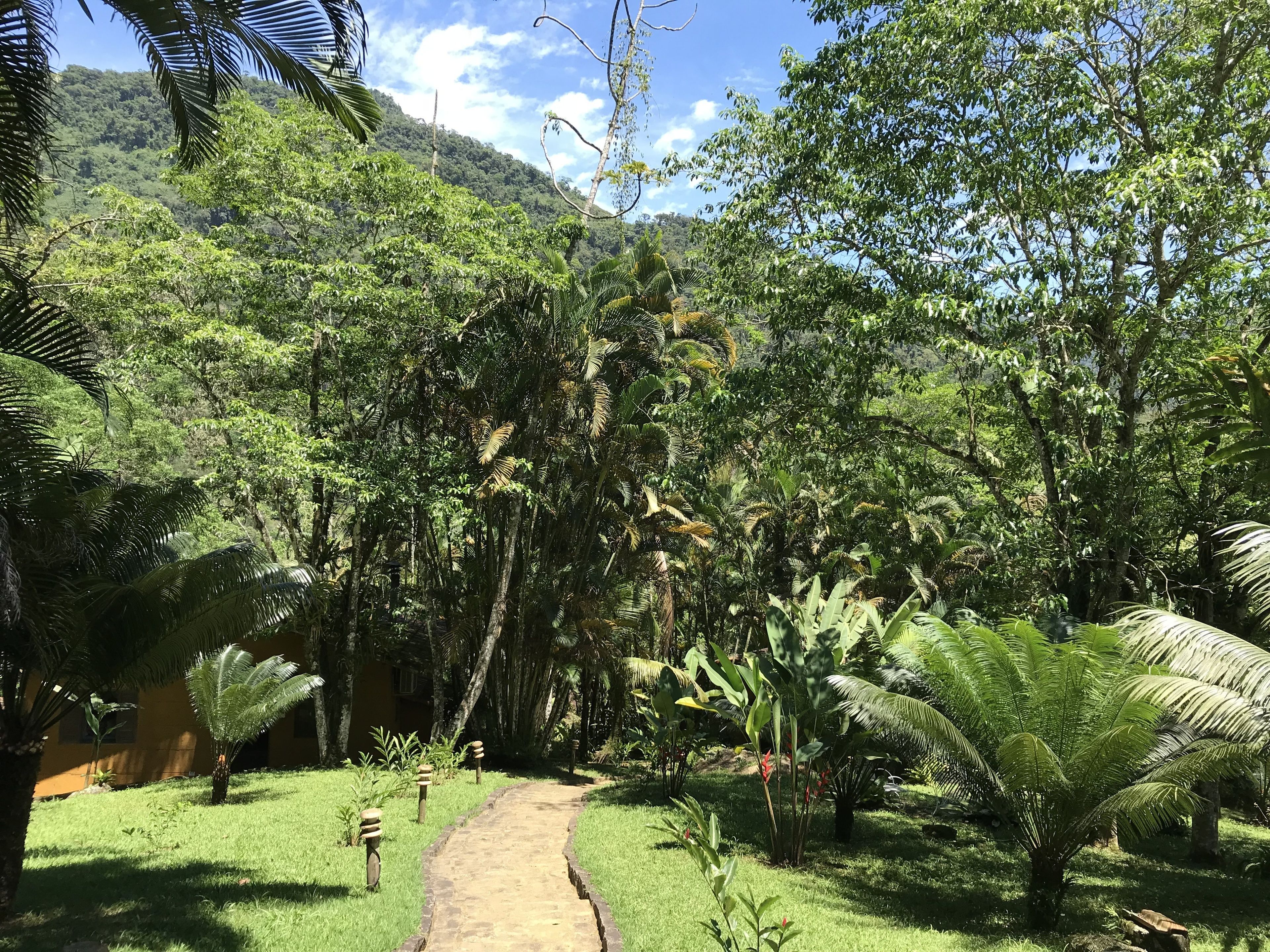 Un sendero serpentea por un exuberante jardín con diversas plantas tropicales y una montaña al fondo.