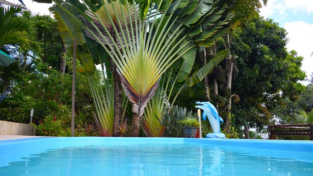 Una piscina rodeada de exuberante vegetación tropical, con grandes árboles de plátano y una escultura de delfín.