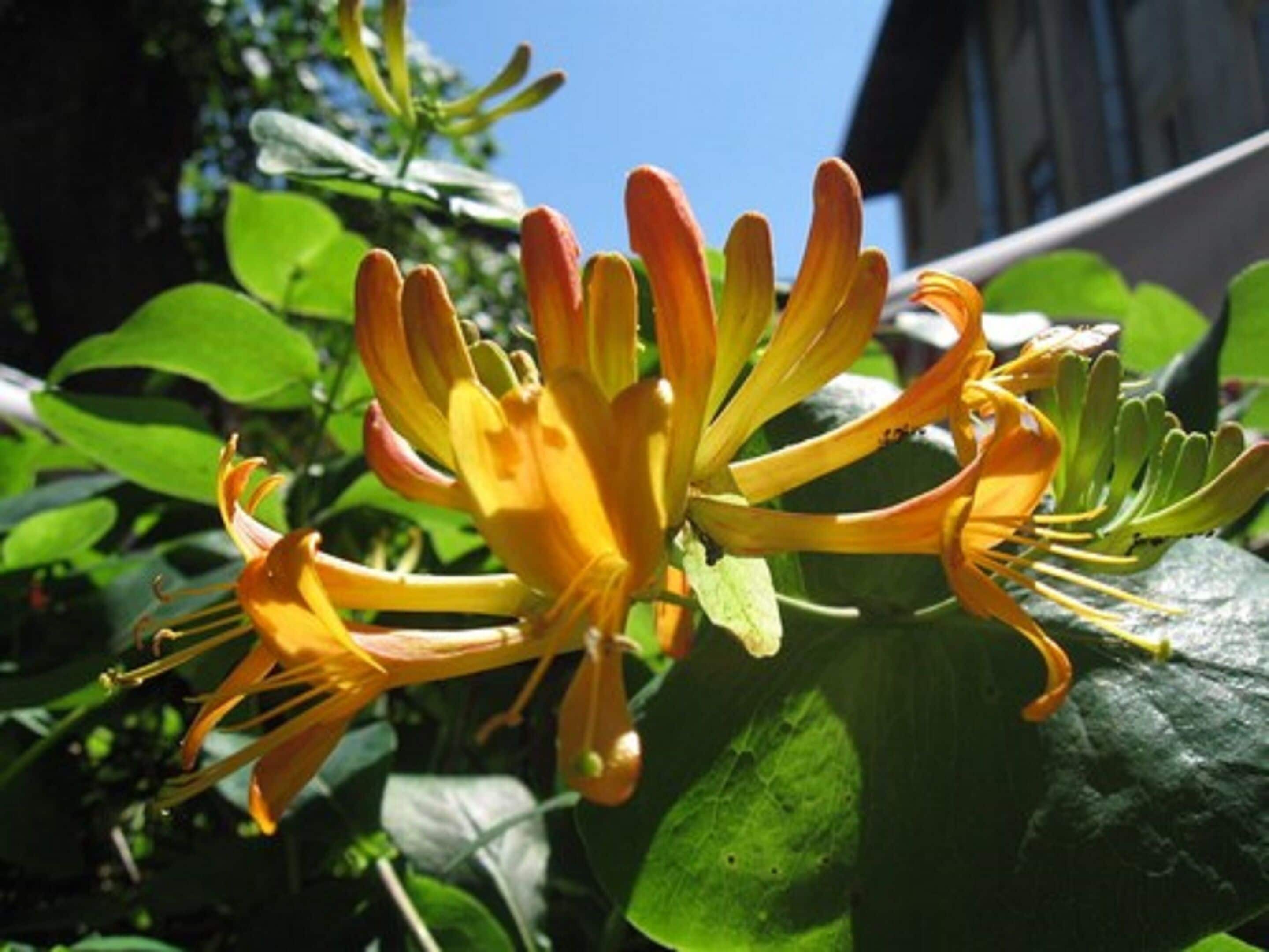 Photo - Globtroter Guest House