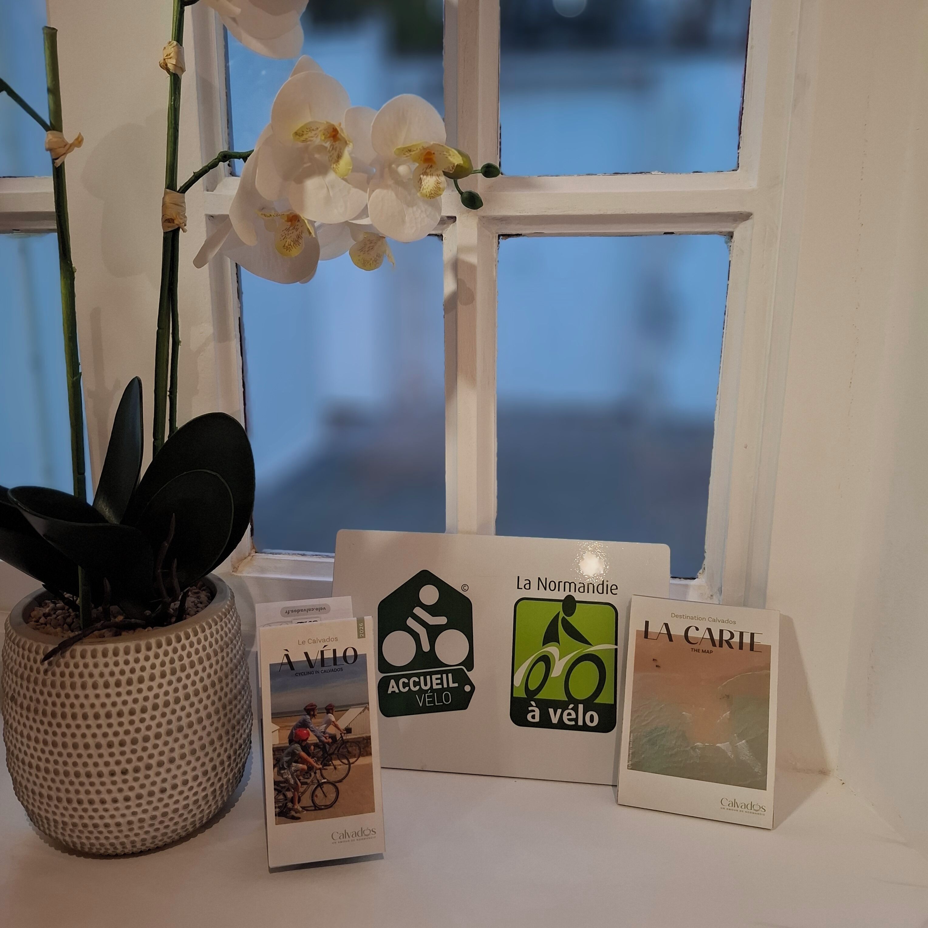 A window with white flowers, a potted plant, and promotional materials.