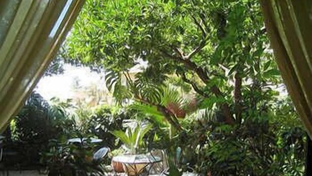 Un patio al aire libre con mesas y sillas, rodeado de abundante vegetación y plantas en macetas.