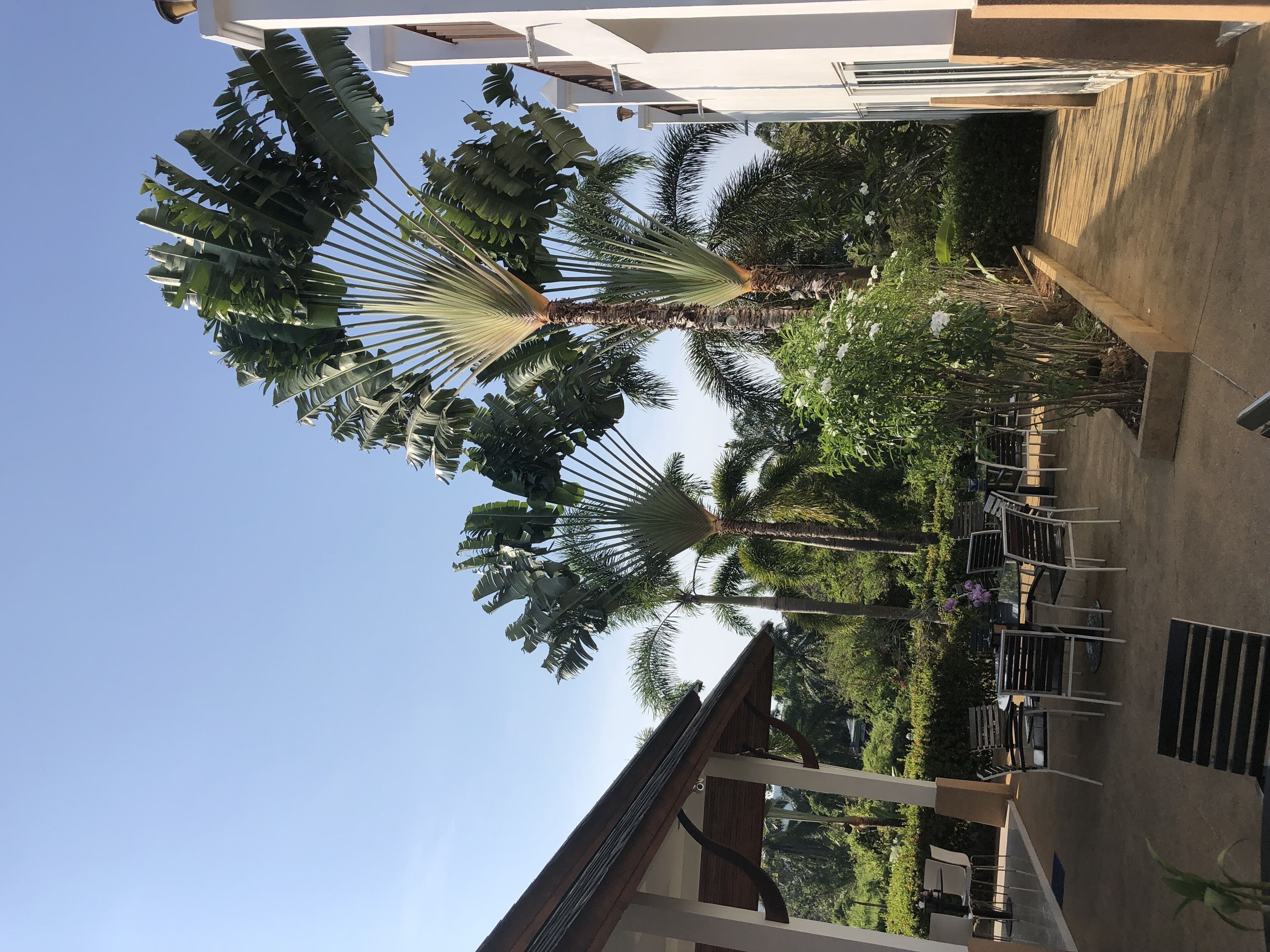 international cuisine, pool views