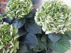 Garden - Hotel Harder Minerva (Interlaken)