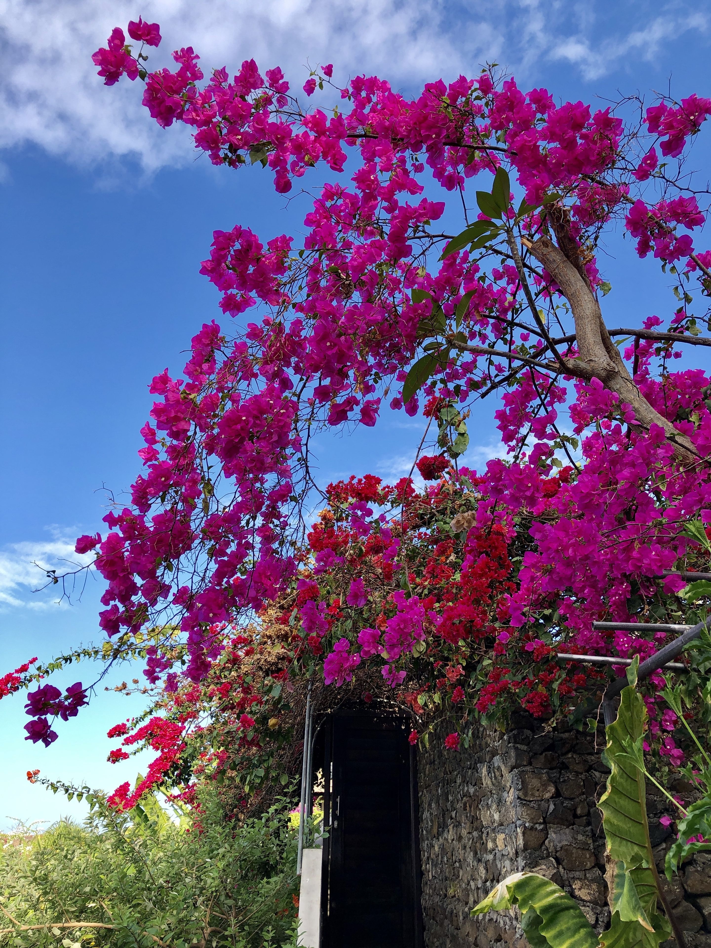 A stone building with a black door, surrounded by vibrant pink bougainvillea flowers against a clear blue sky.
