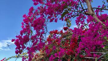 A stone building with a black door, surrounded by vibrant pink bougainvillea flowers against a clear blue sky.