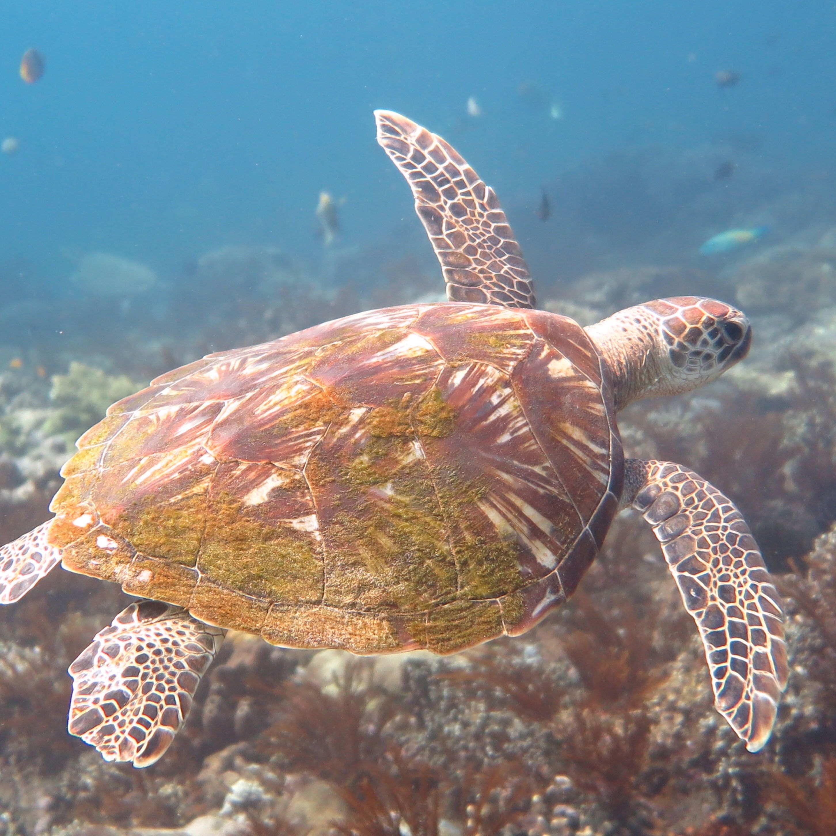 Una tortuga marina nadando bajo el agua.