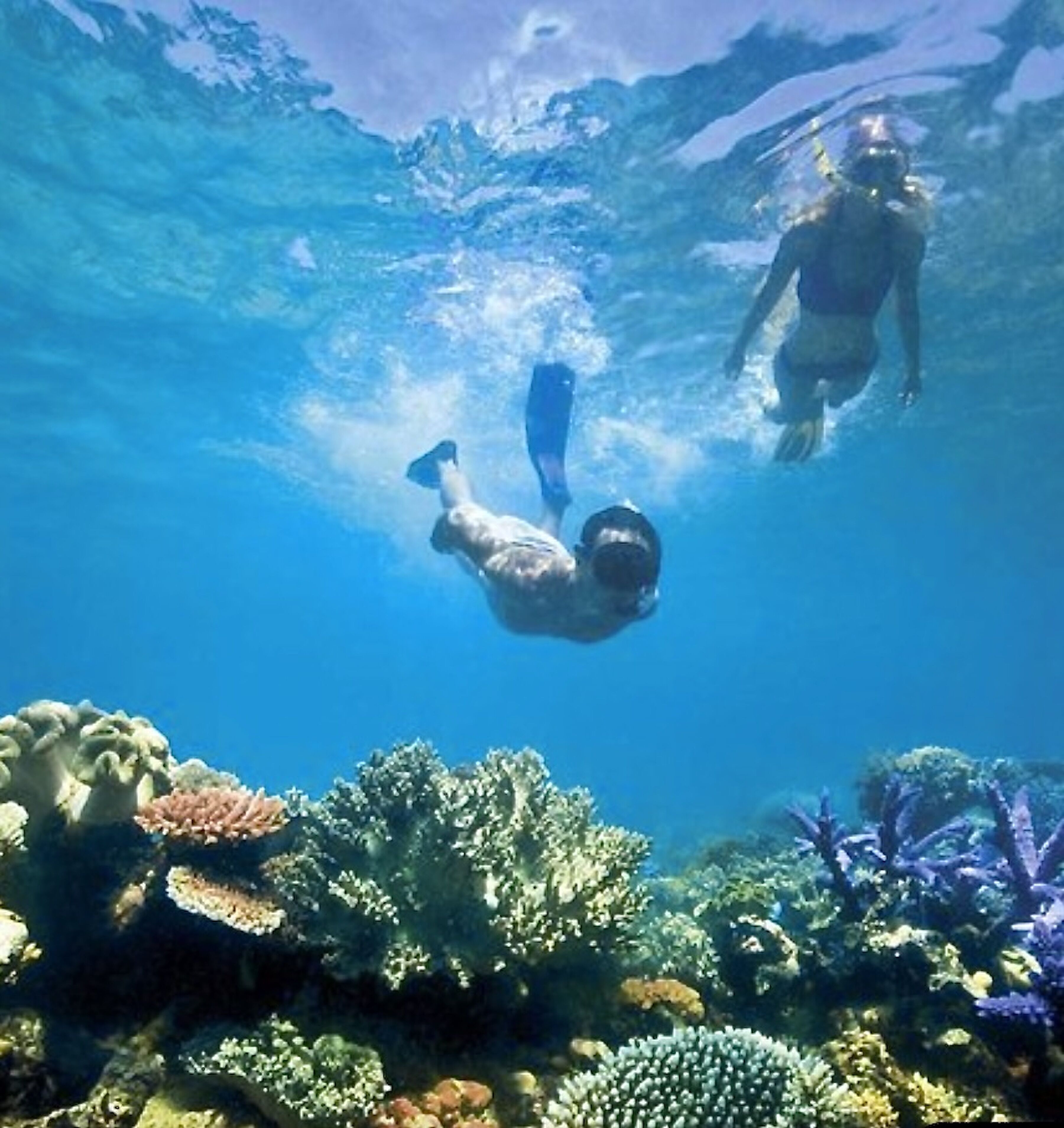 Escena subacuática con buzos explorando arrecifes de coral.