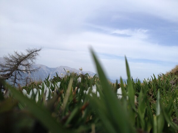 A field of green grass with a mountain range in the background. - Pension Waldkrieber (Hermagor-Pressegger See)