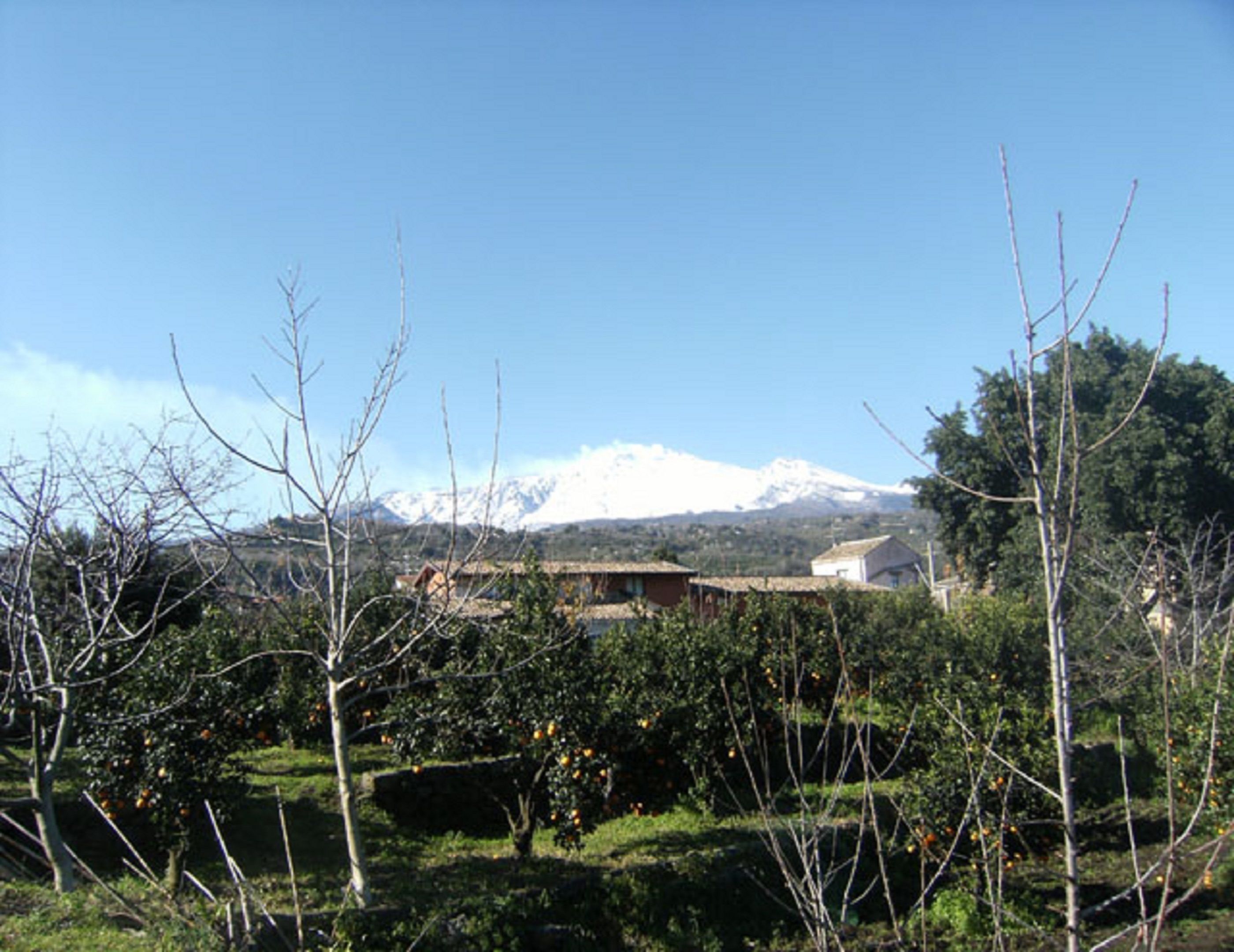 A rural landscape with a mountain in the background, a vineyard in the foreground, and a few buildings.