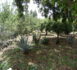 Garden - Baglio delle Rose (Giarre)