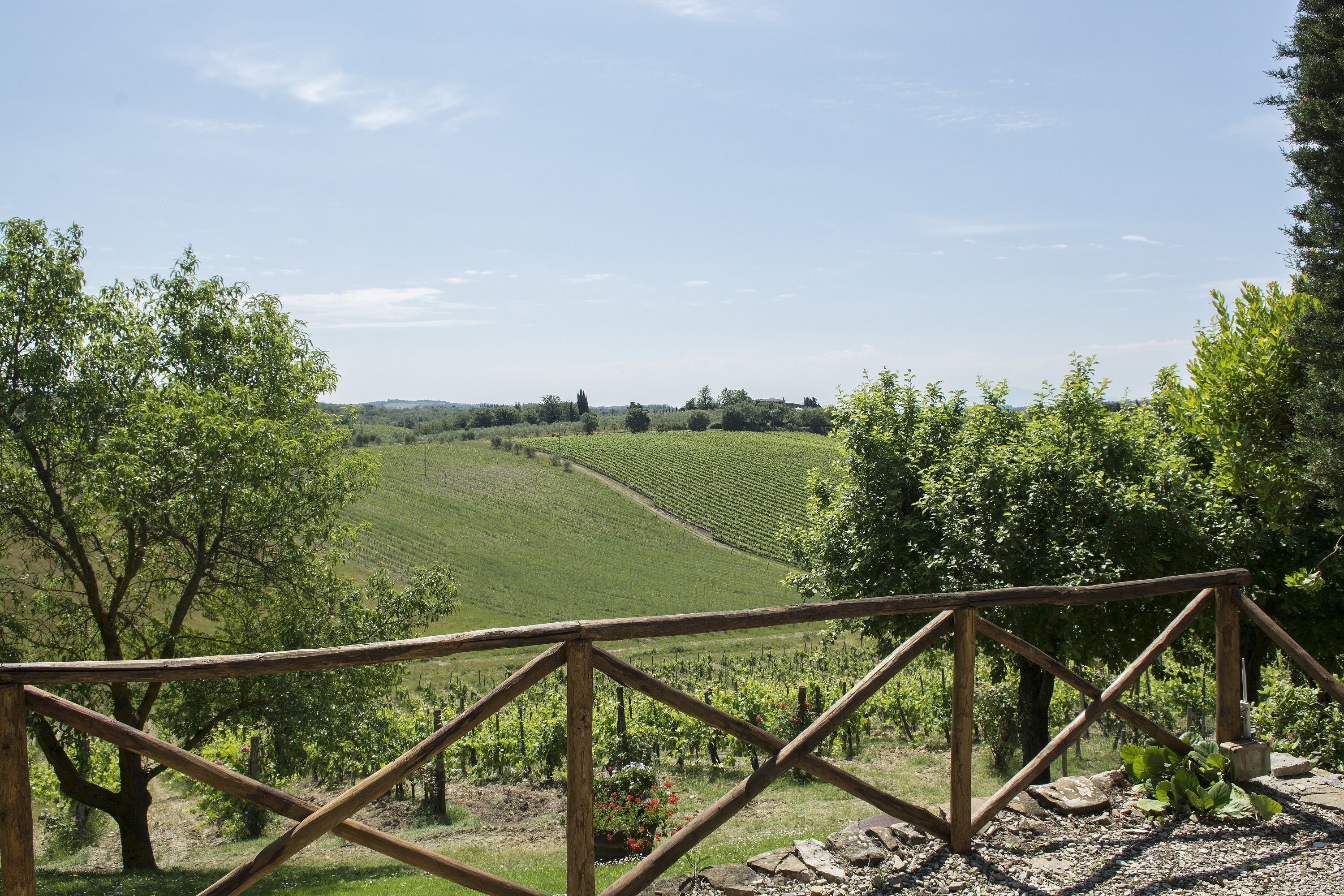 Un vigneto con filari di viti e una recinzione in legno in primo piano.