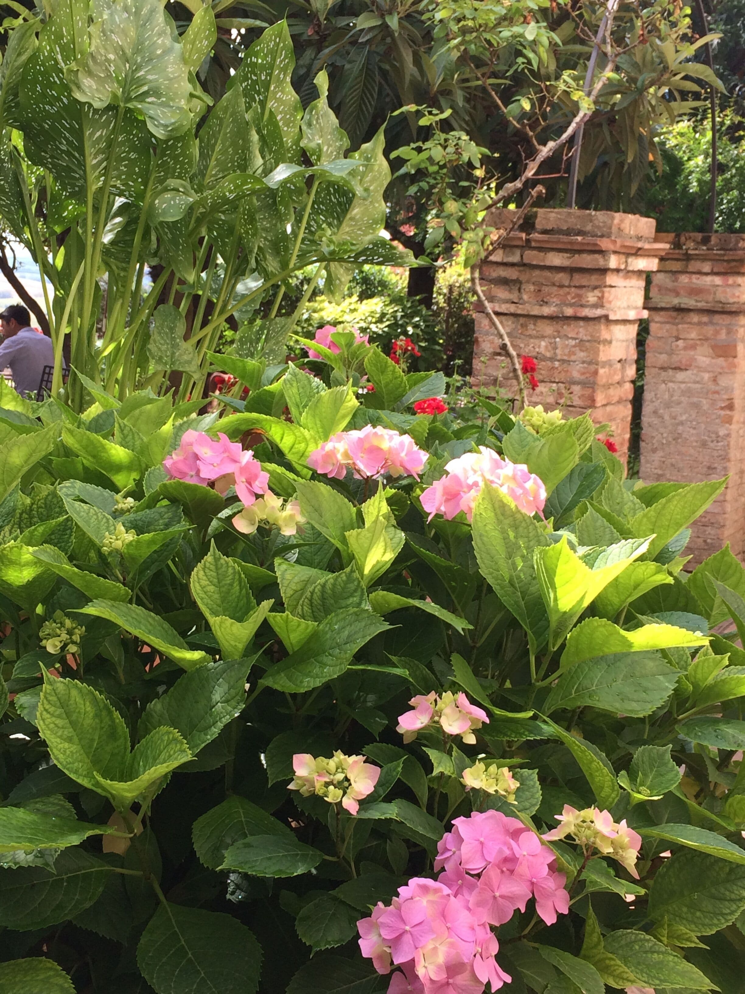 Un giardino con fiori di ortensia rosa e verdeggiante vegetazione.