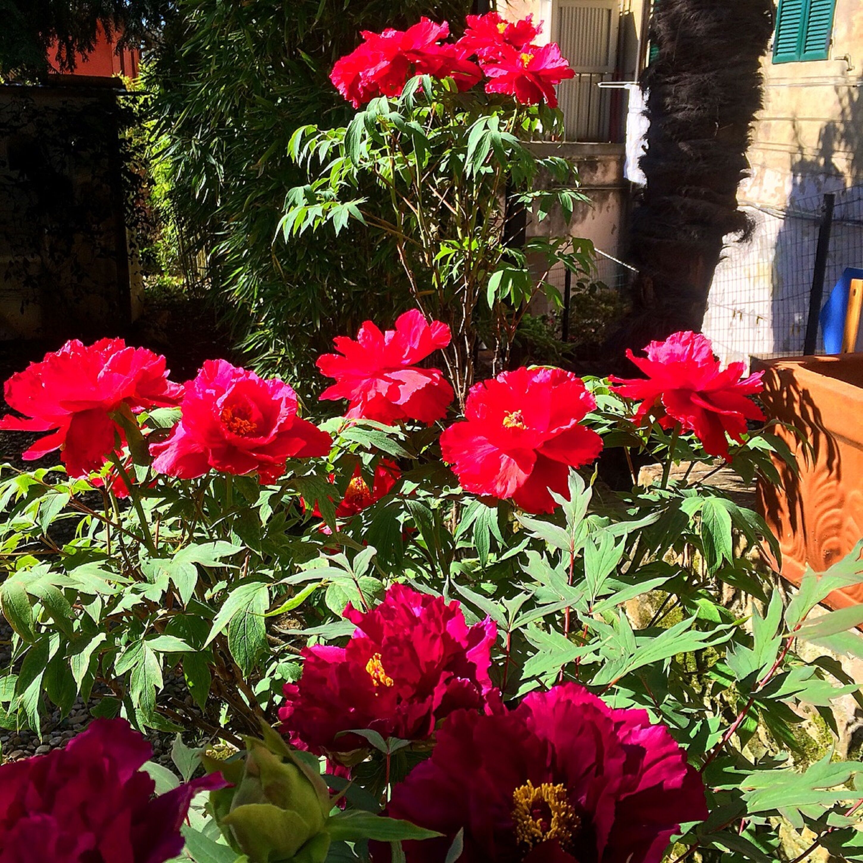 Un jardín con flores rojas y follaje verde.