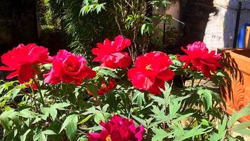 Un jardín con flores rojas y follaje verde.