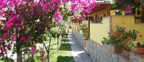 A pathway lined with bougainvillea trees and a yellow building with stone walls.