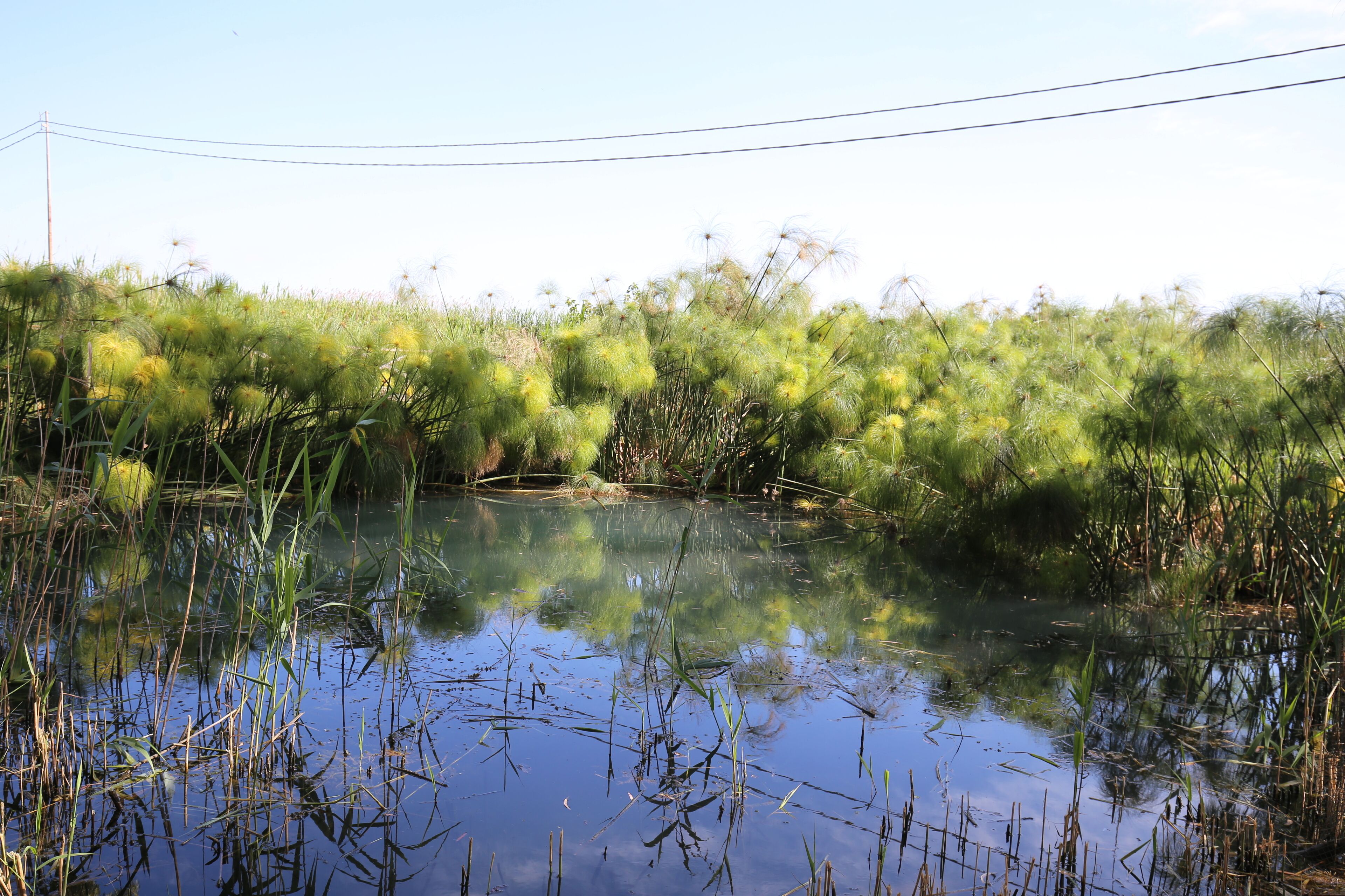 Photo - Villa Dei Papiri Fonte Ciane