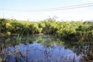 A natural landscape with a body of water surrounded by dense vegetation and trees.