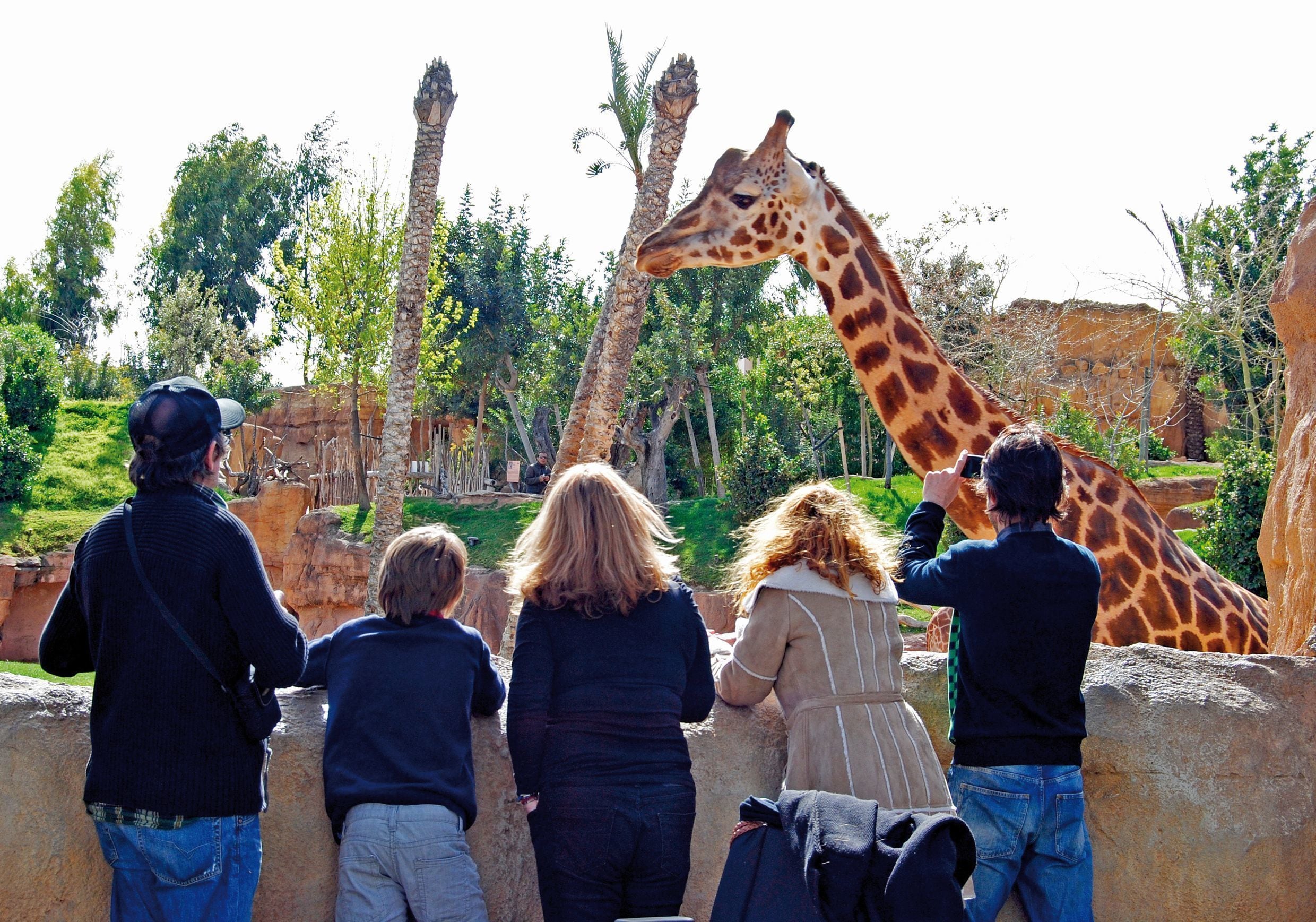 Un gruppo di persone che osserva una giraffa allo zoo.