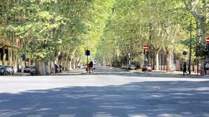 Une rue bordée d’arbres, avec un passage piéton et des feux de signalisation.