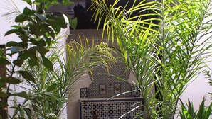 A terracotta pot with a plant, a metal gate, and a tiled wall with a geometric pattern. - Riad Felloussia (Meknes)