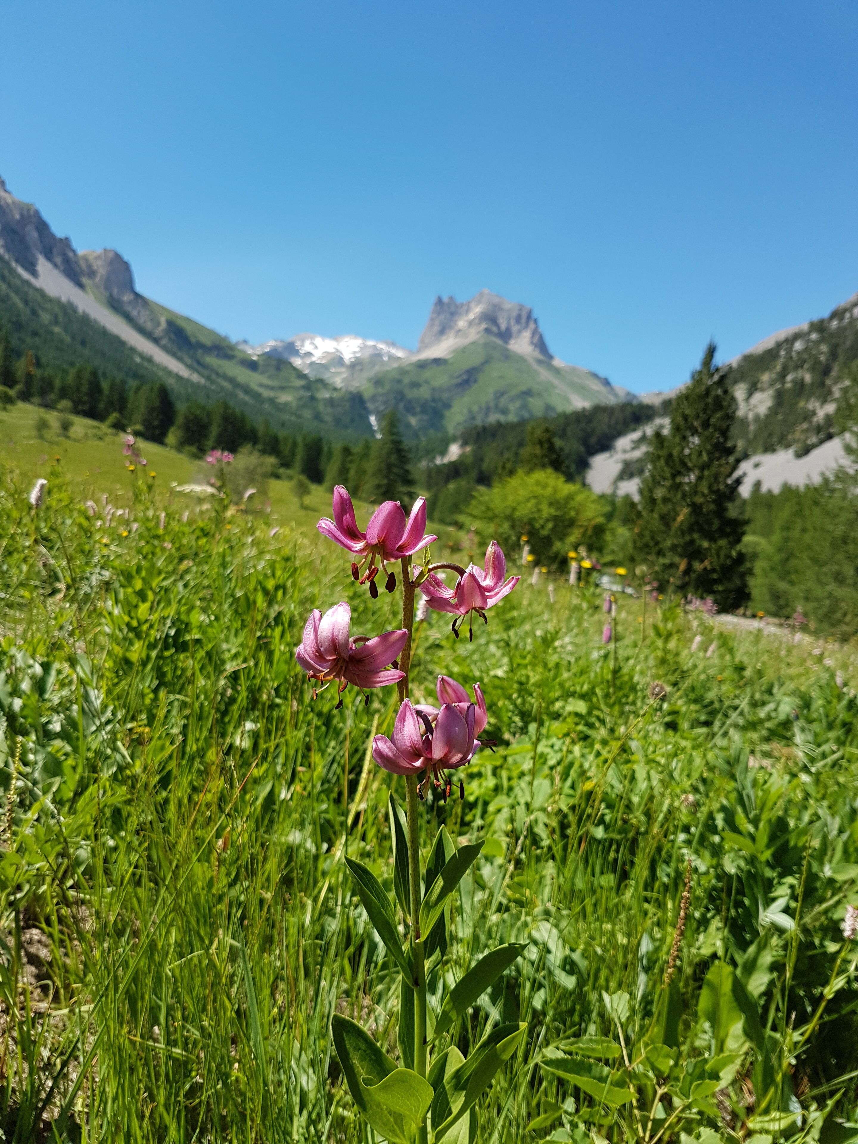 Un paysage de montagne avec, au premier plan, un champ de fleurs violettes et, à l’arrière-plan, des sommets enneigés.