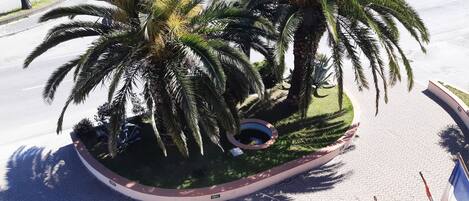A landscaped area with palm trees, a circular planter, and a paved walkway.