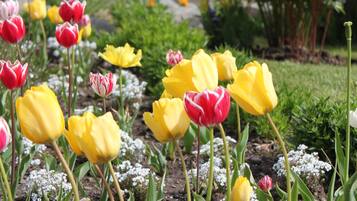 Un jardí amb geranis grocs i vermells, flors blanques i verdura.