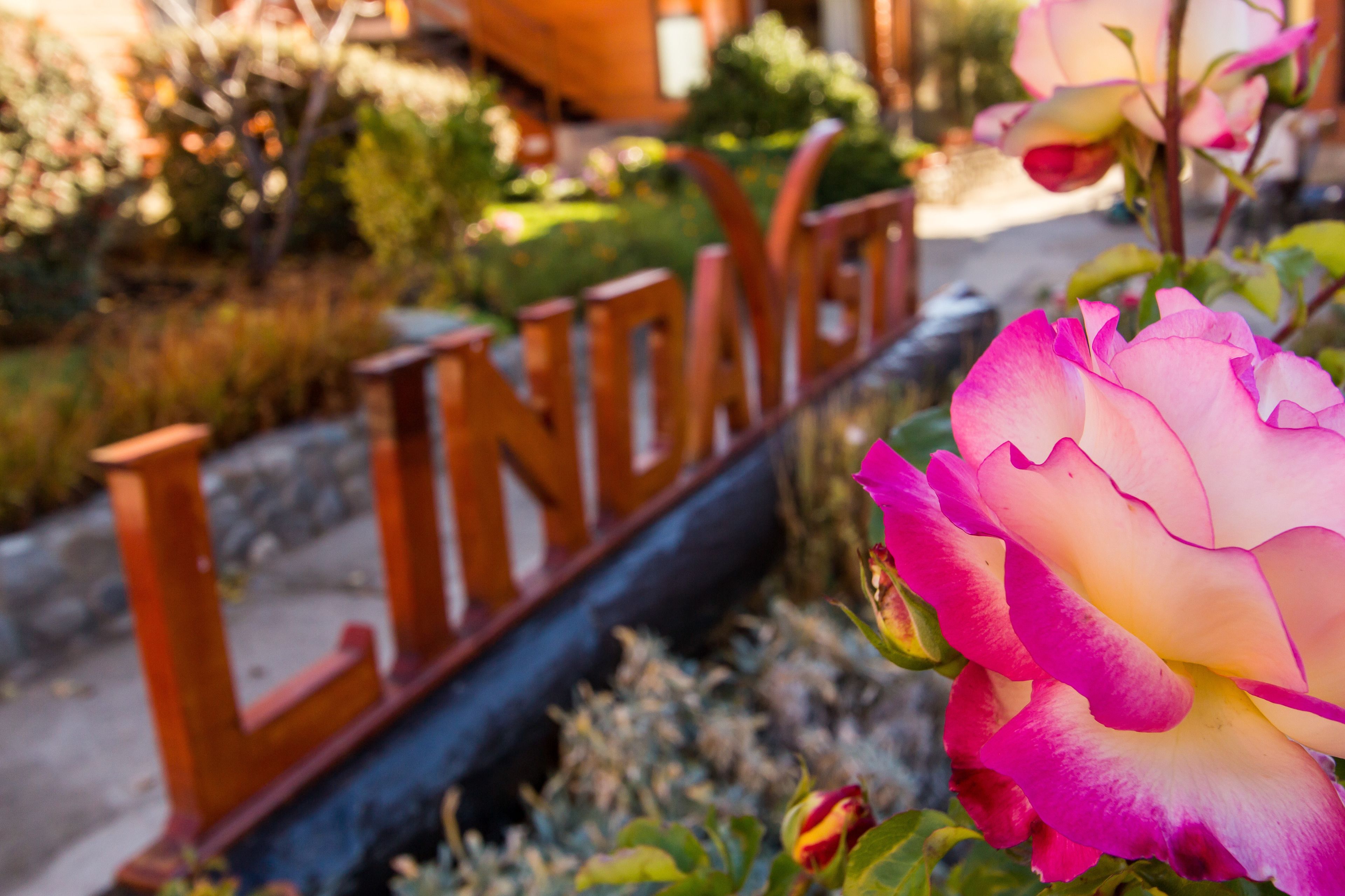 Een tuin met een bord waarop 'LINDSEY' staat.