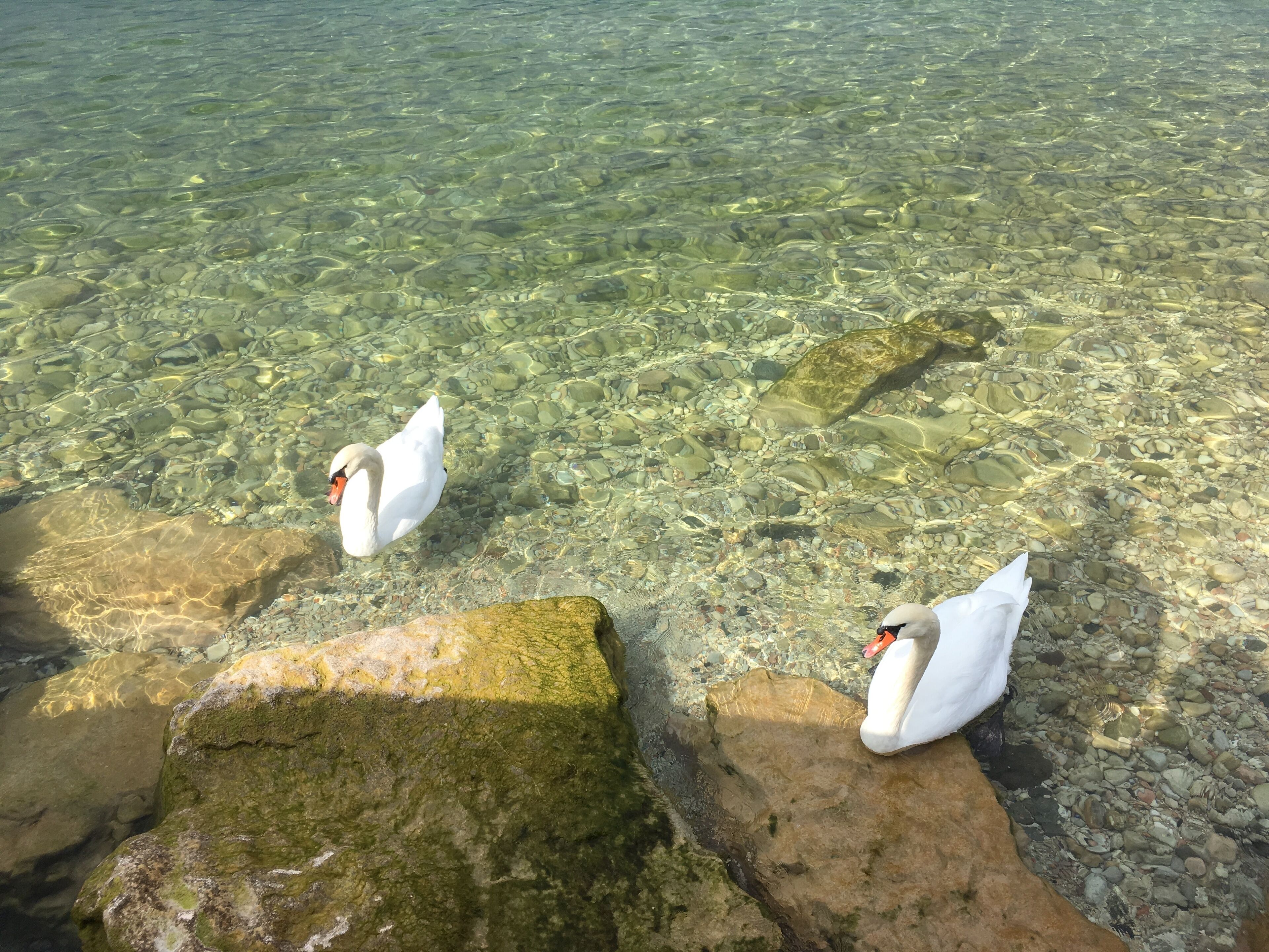 Deux cygnes nagent dans une eau claire, et on peut voir des rochers au fond.
