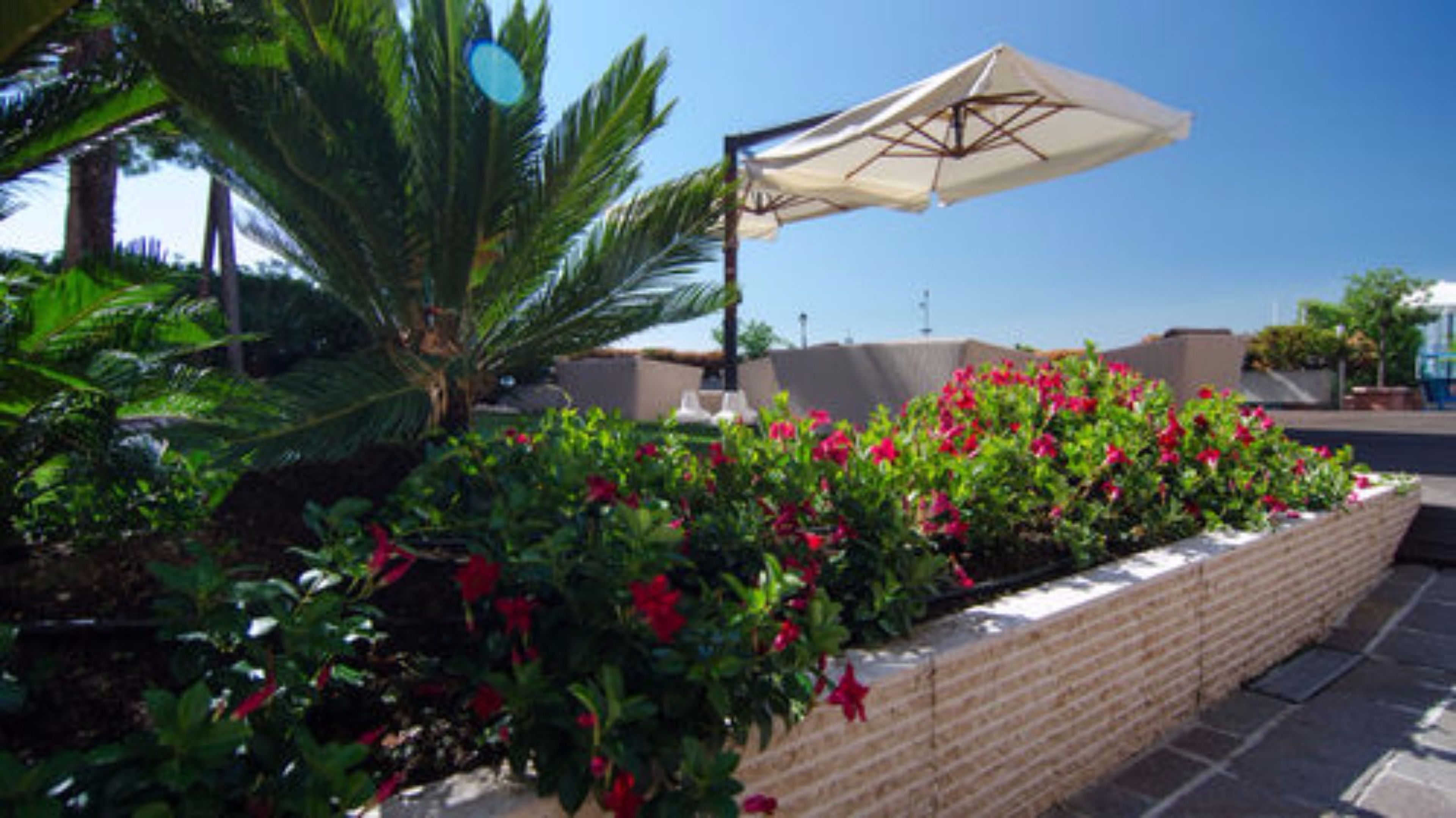 A landscaped outdoor area with a brick planter filled with red flowers, a palm tree, and a white umbrella.