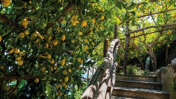 A staircase surrounded by lush greenery and lemon trees.