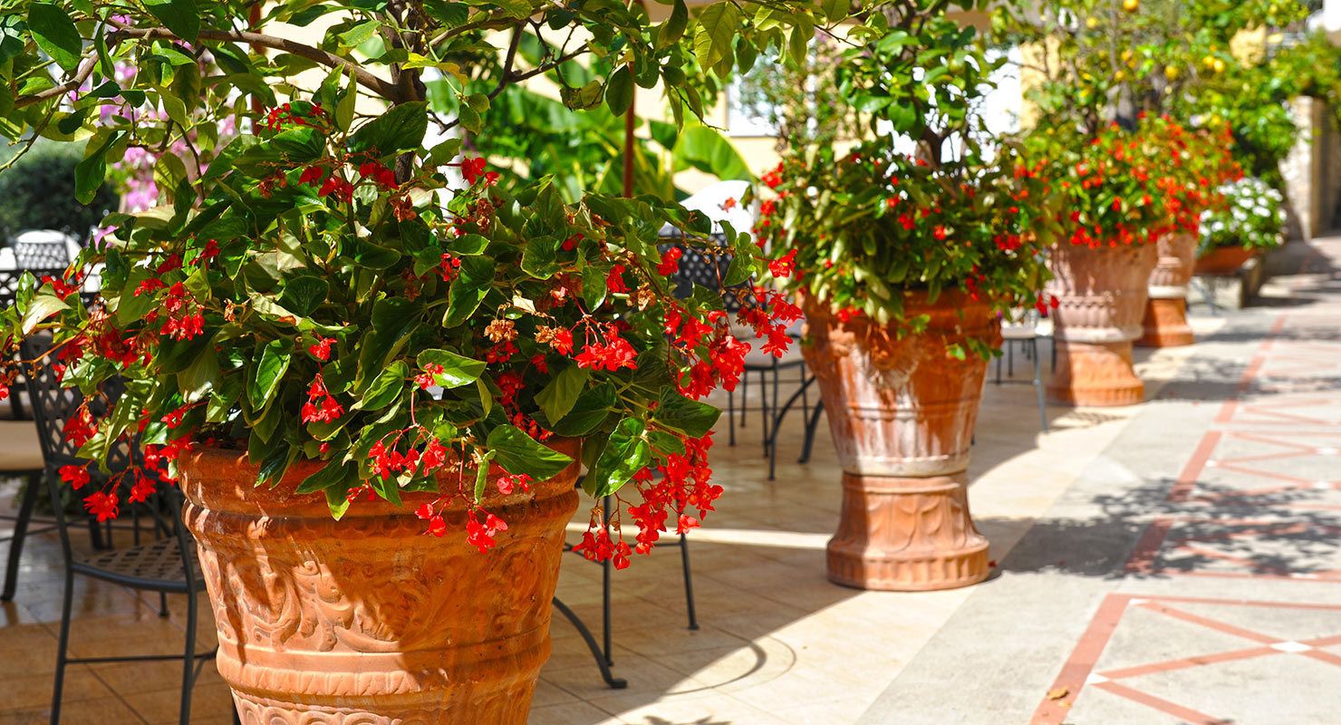 Potted plants with red flowers in a courtyard with tiled flooring and metal chairs.