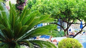 Un área de piscina con sillas de descanso y una palmera.