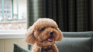A poodle sitting on a grey armchair with a green cushion, in a room with a window and curtains.